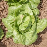 LAITUE BON JARDINIER - Graines BIO | KOKOPELLI | Graines et Bio
