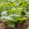 LAITUE BON JARDINIER - Graines BIO | KOKOPELLI | Graines et Bio