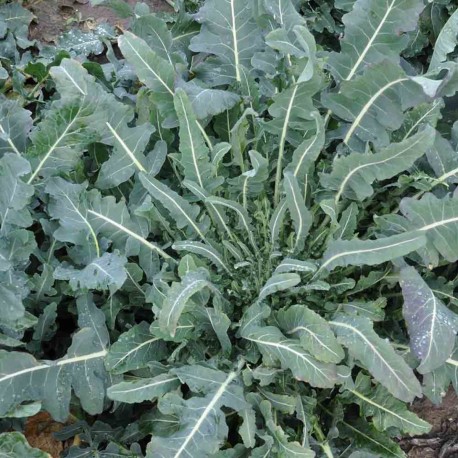 BROCOLI SAUVAGE ou CHOU FIOLARO - Graines BIO | Ferme de Sainte Marthe | Graines et Bio
