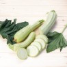 COURGETTE BLANCHE de Virginie - Graines BIO | KOKOPELLI | Graines et Bio