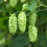 Pack "L'Apéro" - Graines Bio |  | Graines et Bio