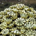 COURGE PÂTISSON VERT ET BLANC - Graines BIO | KOKOPELLI | Graines et Bio