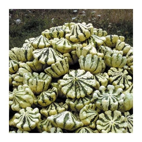 COURGE PÂTISSON VERT ET BLANC - Graines BIO | KOKOPELLI | Graines et Bio COURGE PÂTISSON VERT ET BLANC - Graines BIO | KOKOPELLI | Graines et Bio
