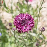 BLEUET BLACK BALL - Graines BIO | KOKOPELLI | Graines et Bio