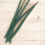 CIBOULE ROUGE DU JAPON - Graines BIO | KOKOPELLI | Graines et Bio