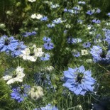 NIGELLE de DAMAS Double...