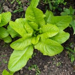 LAITUE ROMAINE BLONDE MARAICHÈRE - Graines BIO | KOKOPELLI | Graines et Bio