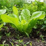 LAITUE ROMAINE BLONDE MARAICHÈRE - Graines BIO | KOKOPELLI | Graines et Bio