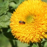 TOURNESOL à FLEURS "Teddy Bear" - Graines BIO | KOKOPELLI | Graines et Bio