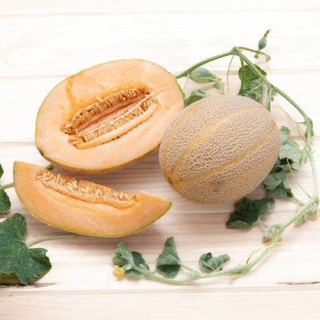 MELON CANTALOUP ARANCINO - Graines BIO | KOKOPELLI | Graines et Bio