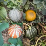 MELONS EN MÉLANGE - Graines BIO | KOKOPELLI | Graines et Bio