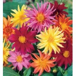 DAHLIA À FLEUR DE CACTUS - Graines BIO | KOKOPELLI | Graines et Bio