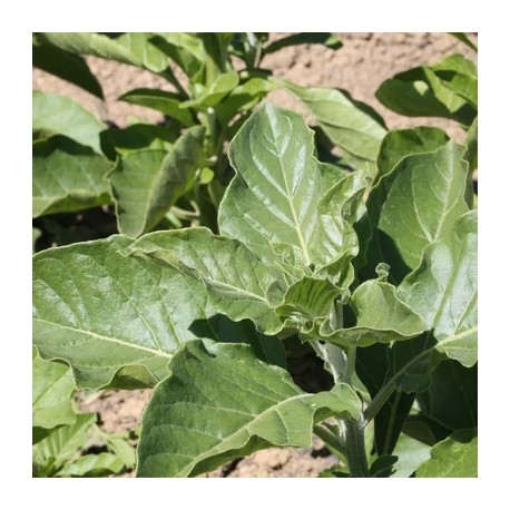 GINSENG INDIEN ou WITHANIA AFRICAIN - Graines BIO | KOKOPELLI | Graines et Bio GINSENG INDIEN ou WITHANIA AFRICAIN - Graines BIO | KOKOPELLI | Graines et Bio