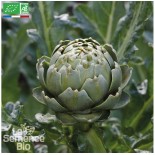 ARTICHAUT IMPERIAL STAR - Graines BIO | La Semence Bio | Graines et Bio