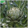 ARTICHAUT IMPERIAL STAR - Graines BIO | La Semence Bio | Graines et Bio