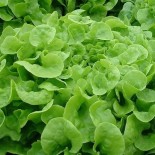 LAITUE FEUILLE de CHÊNE Blonde + 50 % - Graines BIO | KOKOPELLI | Graines et Bio