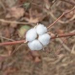 COTON Red Beauty - Graines BIO | KOKOPELLI | Graines et Bio