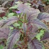 AMARANTE À FEUILLES ROUGES - Graines BIO | KOKOPELLI | Graines et Bio