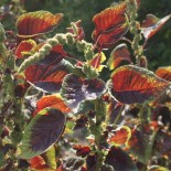 AMARANTE À FEUILLES ROUGES - Graines BIO | KOKOPELLI | Graines et Bio