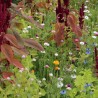 BOUQUETS SECS - Graines en mélange fleuri | Ferme de Sainte Marthe | Graines et Bio