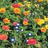 FLEURS Mellifères pour BALCON (5 grammes) - Graines non traitées | Ferme de Sainte Marthe | Graines et Bio