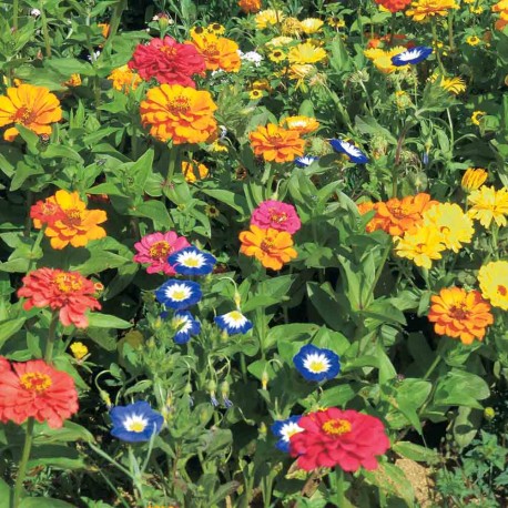 FLEURS Mellifères pour BALCON (5 grammes) - Graines non traitées | Ferme de Sainte Marthe | Graines et Bio FLEURS Mellifères pour BALCON (5 grammes) - Graines non traitées | Ferme de Sainte Marthe | Graines et Bio