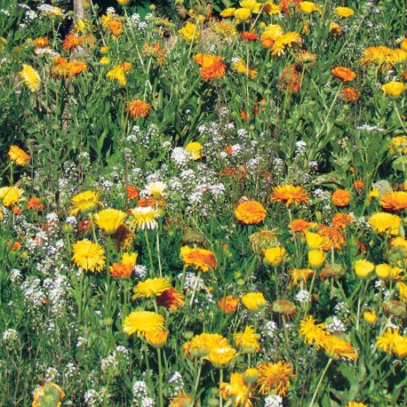 Mélange ANTI-MOUSTIQUE (5 grammes)- Graines non traitées | Ferme de Sainte Marthe | Graines et Bio