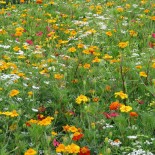 PLANTES COMPAGNES - Mélange ANTI-PUCERON - Graines non traitées