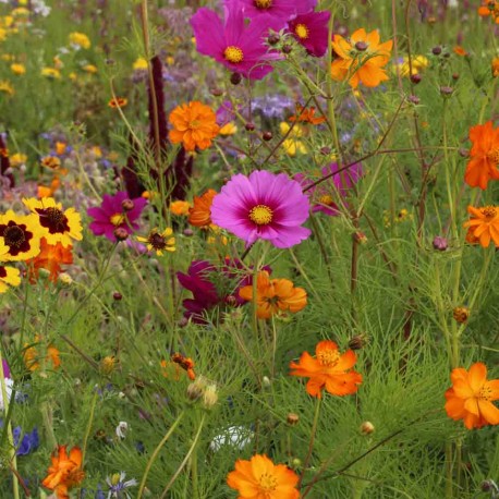 Mélange Fleuri pour COCCINELLES (25 grammes) | Ferme de Sainte Marthe | Graines et Bio Mélange Fleuri pour COCCINELLES (25 grammes) | Ferme de Sainte Marthe | Graines et Bio