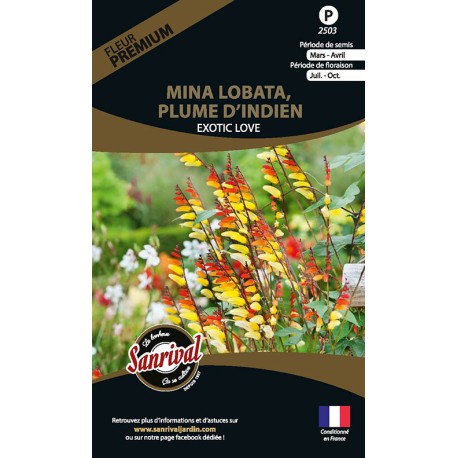 PLUME D'INDIEN ou MINA LOBATA - Graines PREMIUM non traitées | SANRIVAL | Graines et Bio