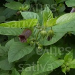 BELLADONE - Graines BIO | Sativa | Graines et Bio