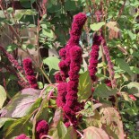 🌱 Graines AMARANTE - AMARANTE ROUGE - Graines BIO