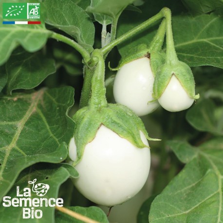 AUBERGINE BLANCHE RONDE À OEUF - Graines BIO | La Semence Bio | Graines et Bio AUBERGINE BLANCHE RONDE À OEUF - Graines BIO | La Semence Bio | Graines et Bio