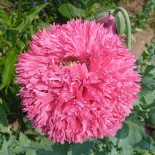 PAVOT ROSE "Fine Petal Pink Peony" - Graines BIO | KOKOPELLI | Graines et Bio