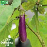 AUBERGINE VIOLETTE de...