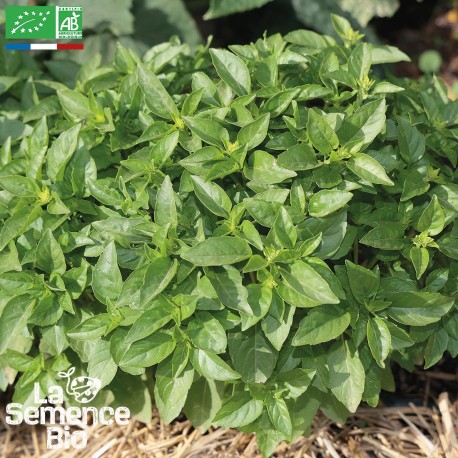 BASILIC MARSEILLAIS - Graines BIO | La Semence Bio | Graines et Bio