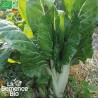 BLETTE (ou Carde) BLANCHE - Graines BIO | La Semence Bio | Graines et Bio