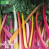 BLETTES (Cardes) en MÉLANGE - Graines BIO | La Semence Bio | Graines et Bio
