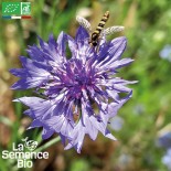 BLEUET des CHAMPS - Graines...