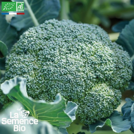 BROCOLI Calabrais - Graines BIO | La Semence Bio | Graines et Bio BROCOLI Calabrais - Graines BIO | La Semence Bio | Graines et Bio