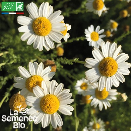 CAMOMILLE ROMAINE - Graines BIO | La Semence Bio | Graines et Bio CAMOMILLE ROMAINE - Graines BIO | La Semence Bio | Graines et Bio