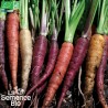 CAROTTES EN MÉLANGE DE COULEURS - Graines BIO | La Semence Bio | Graines et Bio