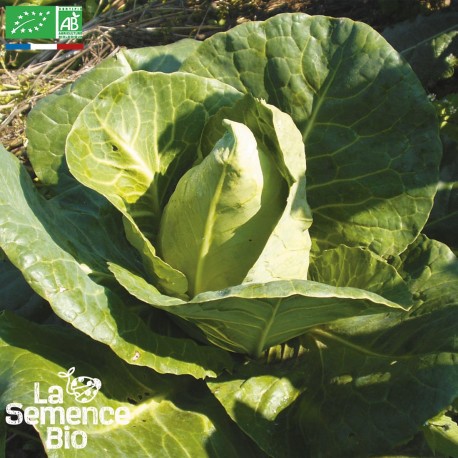 CHOU CABUS BLANC Pointu de Chateaurenard - Graines BIO | La Semence Bio | Graines et Bio