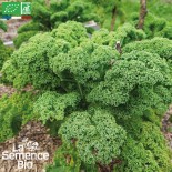 CHOU KALE - Graines BIO