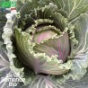 CHOU POMMÉ de Milan - Graines BIO | La Semence Bio | Graines et Bio