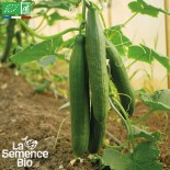 CONCOMBRE DOUX TANJA - Graines BIO | La Semence Bio | Graines et Bio
