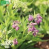 CONSOUDE Officinale - Graines BIO | La Semence Bio | Graines et Bio