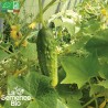CORNICHON VERT FIN DE MEAUX - Graines BIO | La Semence Bio | Graines et Bio