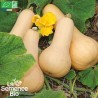 COURGE BUTTERNUT Musquée - Graines BIO | La Semence Bio | Graines et Bio