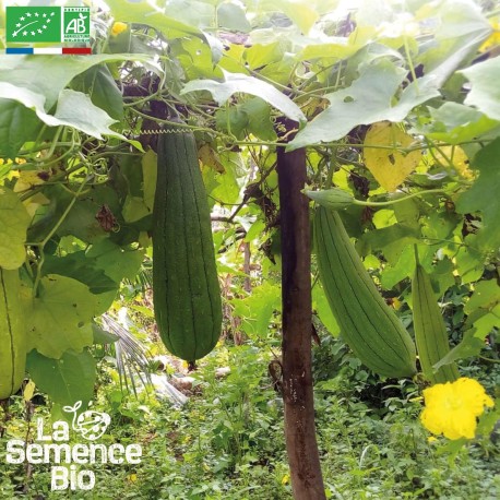 COURGE ÉPONGE VÉGÉTALE LUFFA - Graines BIO | La Semence Bio | Graines et Bio COURGE ÉPONGE VÉGÉTALE LUFFA - Graines BIO | La Semence Bio | Graines et Bio